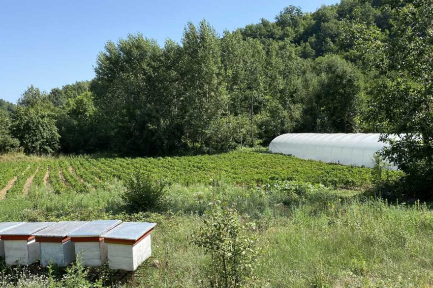 Ein Feld für Biogemüse bei Lebane mit Bienenstöcken